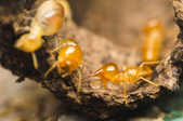 How to Repair Floor Joist Termite Damage