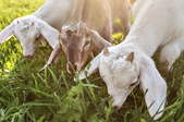 three goats eating long grass together