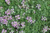 creeping thyme groundcover with light purple flowers