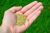 Close up of a man's hand holding grass seed in front of a thriving lawn. 
