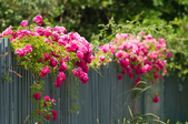 Pink roses climbing over a fence.