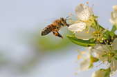 A honey bee landing on a white flower.