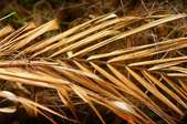 Dead dry palm frond.