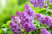 purple blossoms on a lilac tree