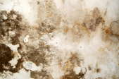 A thick growth of mold and mildew on a basement wall.