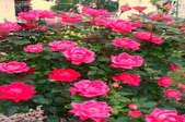 A blooming bush of pink double knockout roses.