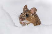 A mouse in the snow.