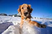 dog bounding joyfully through the snow
