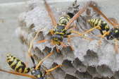 three wasps on the outside of a nest