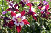 deep scarlet and white columbine flowers