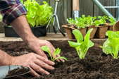 hands planting lettuce