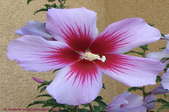 Close on a purple and red Rose of Sharon blossom.