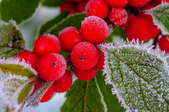 red berries on a holly bush covered with frost