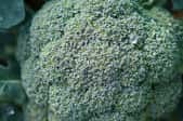 large head of broccoli with drops of water growing in a garden