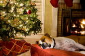 Sleeping dog next to Christmas tree