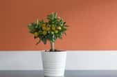 A miniature citrus tree against a white and orange background. 