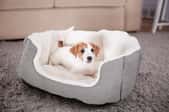 A dog in its bed.