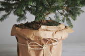living christmas tree in wrapped pot planter