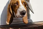 beagle exiting a doggy door