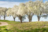 white flowering pear trees beside a dirt road