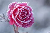 rose covered with frost