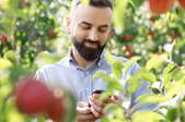 smiling man checking his smartphone in a garden with large tomato plants
