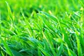 bright green zoysia grass