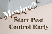 Pest Control Tips for New Homeowners