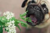 small dog with mouth open under plant