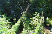 A teepee made of sticks and a climbing vine.