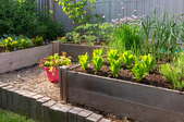garden with raised vegetable beds