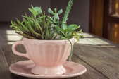 A pink teacup with succulents planted in it.