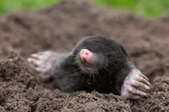 A mole emerging from the ground in a yard.
