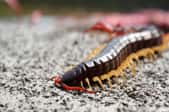 centipede crawling across dirt