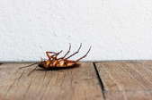 An upside down cockroach on a wood floor. 