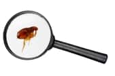 A magnify glass over a flea on a white background.