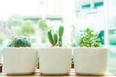 row of plants in white pots