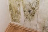 Extensive mildew growth spreads on the wall of a home.