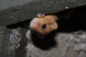 Mouse peeking out from an opening in a chimney