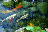 Aquaponics: Matching Fish with Plants