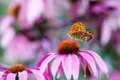 A coneflower with an orange butterfly on it.