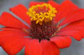 bright red zinnia with yellow center