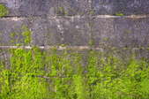 Green moss growing on stone wall.
