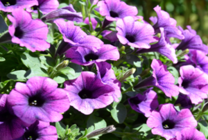 a bush of flowering purple petunias in the sun
