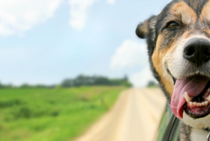 A dog sticking his head out a car on a country road.