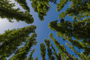 grove of arborvitae trees growing toward sunny blue sky