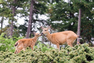 A female deer and her baby eat some leaves.