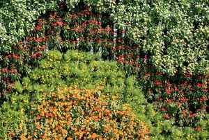 A wall of flowers