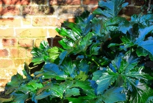 Vibrant rhubarb plants flourish beside a brick building outside.