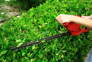 Trimming a hedge with an electric trimmer